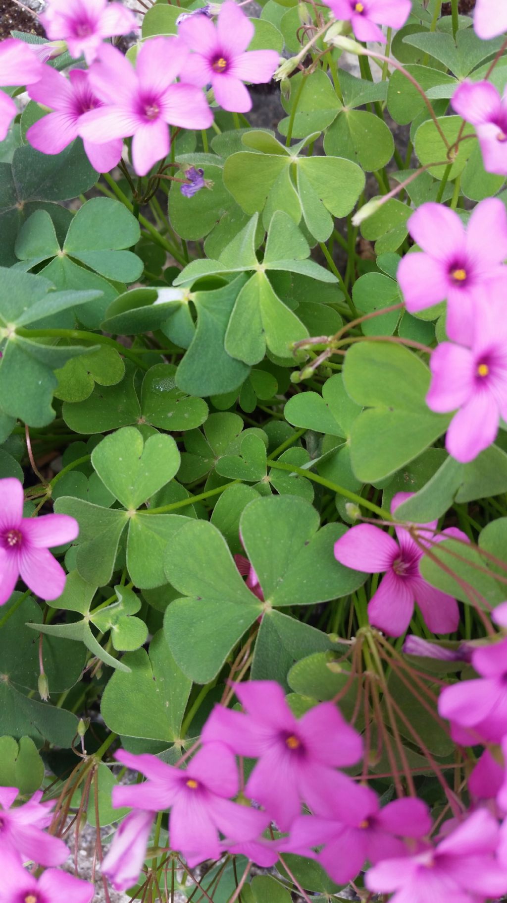 Oxalis articulata (Oxalidaceae)